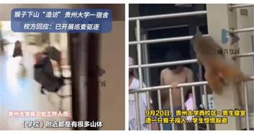 猴子大啖麵包喝奶茶！悠哉現身貴大男宿找宵夜　比學生還熟門熟路