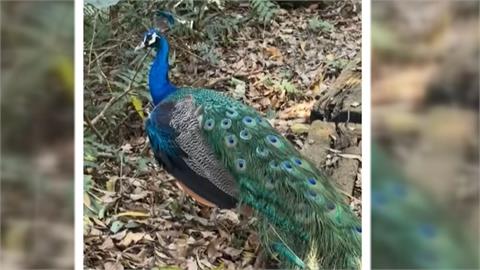 北市天母山區驚見孔雀！　網示警：恐釀生態浩劫