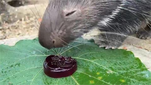 壽山動物園應景備材過中秋　動物大嗑特製月餅超療癒