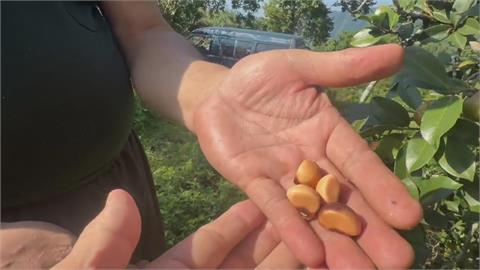致癌油混充「中國劣質苦茶籽」　阿里山自採自榨好油無辜受牽連