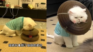 另類羞恥圈！貓咪解壓玩具卡頸項　秒變「時尚頸環」超勾錐