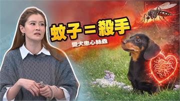 宋哥《醫學大聯盟》揭「心絲蟲」冬季迷思！搶救狗命花18萬！