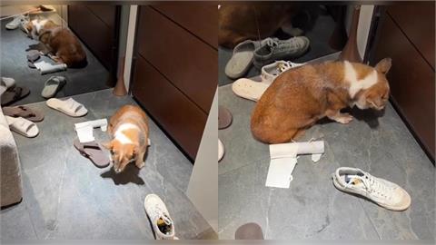 加盟店主涉虐狗！年邁柯基遭痛打縮角落惹網怒　手搖飲總部凌晨緊急聲明