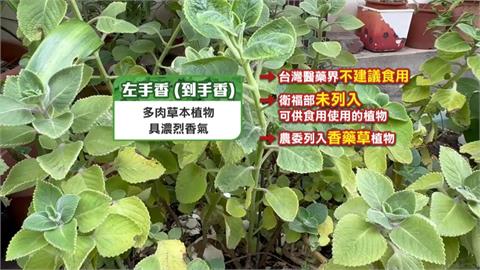 誤信偏方！　長期吃＂左手香＂治喉嚨痛　7旬翁神經中毒