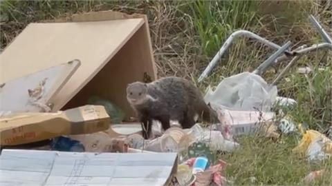 墾丁國家公園垃圾滿出來　食蟹獴穿梭覓食　鎮公所撤除垃圾車