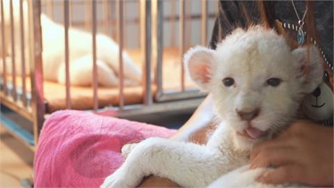泰國圈養獅子數量暴增　專家警告：人跟動物都很危險