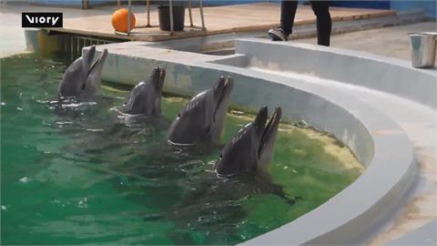 羅馬尼亞海豚水族館　媽媽伴遊游領寶寶熟悉環境