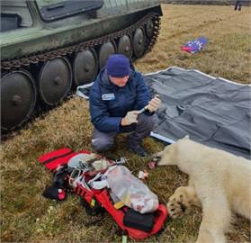 氣候變遷悲歌！北極熊舌頭卡煉乳罐　俄羅斯動物園救援