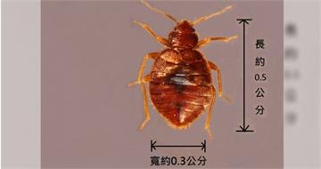 北車附近商旅爆「床蝨爬滿床」　業者致歉：已進行清消作業