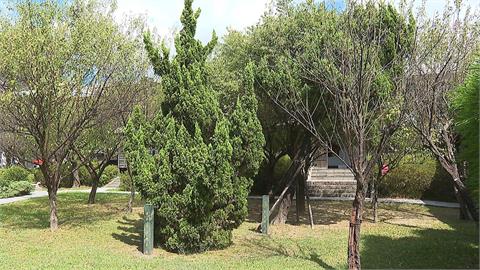 逸仙公園「李登輝樹」枯萎　護樹團體憂被消失喊話市府