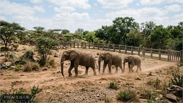 南非動物園最後3隻大象命運未卜　動保團體訴請釋放