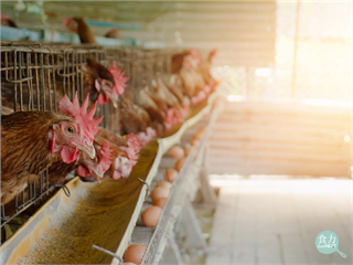 「C碼」雞蛋不安全?非籠飼蛋比較健康?10大雞蛋迷思一次破解!