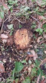 公園維護漏洞百出！　棧道腐朽不堪、特殊「熊谷櫻」遭砍伐