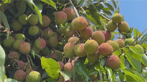 高雄玉荷包產量剩往年三成！　產地價飆破190元　農民憂節後價崩