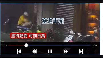 「貓貓好可愛！」 偷貓賊竟將店貓塞後車廂載走