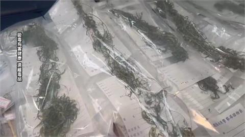 男子遭債主誘騙種大麻還債　警查獲大麻活株、涉案三嫌裁定收押