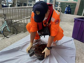 快新聞／宜蘭粉鳥林「漁船誤捕海龜」　海巡協助野放護海洋