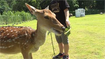 台版「奈良公園」！嘉義梅花鹿園區開放餵鹿