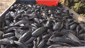 外來「琵琶鼠魚」大量入侵 桃園養殖魚類遭威脅