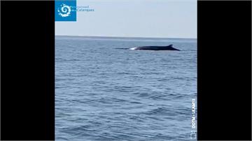 武漢肺炎讓動物重拾活動空間？法國蔚藍海岸現長鬚鯨身影