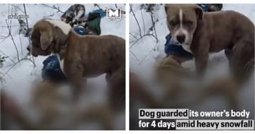 忠犬苦守雪地4天！少年山區凍斃　比特犬寸步不離惹鼻酸