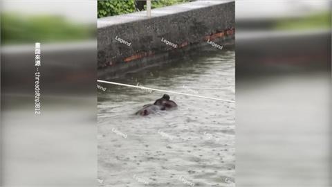 屏東大雨狂下"水淹看不清路" 黑豬水中游快滅頂