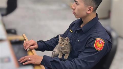 台中2線1警長貓「伍丼么」爆紅　派出所急訂擼貓守則