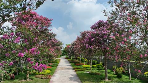 有這麼好康?!綠金招財很"青松" 南彰化「苗木之鄉」助攻