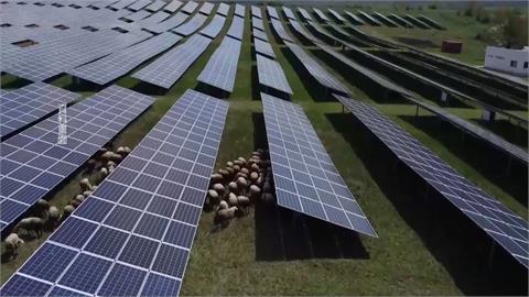 美國光電場種電又養羊　「再生農業」創造雙贏