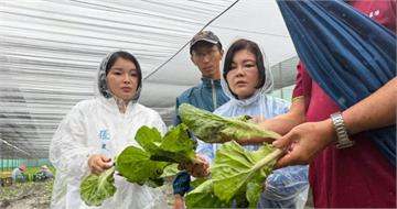 連日豪雨衝擊菜價！雲林葉菜泡水受損　莧菜、空心菜恐率先喊漲
