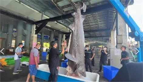 捕獲！台東出現活化石「海怪」　超巨「灰六鰓鯊」長4公尺重570公斤！　