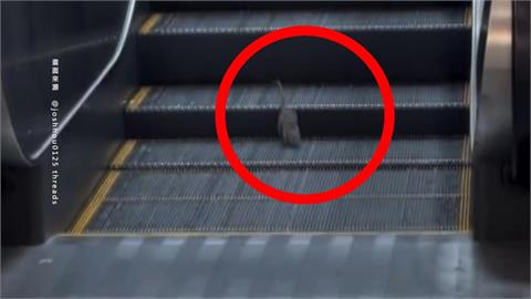 台北地下街現「聰明鼠」搭手扶梯　鼠患未解！蔣萬安：嚴格加強清消