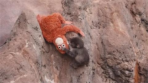 小獼猴「Panchi」明顯進步！　減少依賴玩偶　開始交朋友