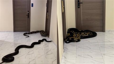 這才叫超派！泰國男不爽鄰居偷養狗　開大絕「放2條巨蛇」堵飼主家門
