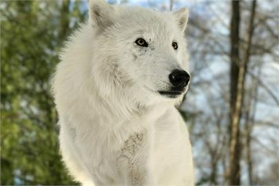 快新聞／跑步跑進「野生動物區」　法國巴黎女子慘遭北極狼咬成重傷