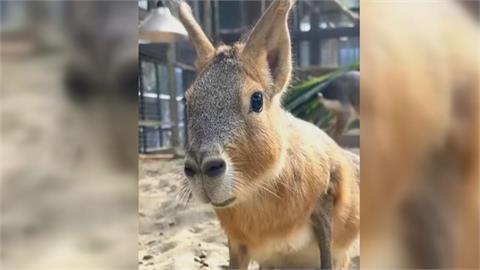 萌！壽山動物園「新朋友」報到　鵜鶘、侏儒羊、兔豚、昏倒羊與民眾相見歡