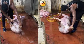 誰吃了斃死豬1／超髒地板肢解、自來水直沖　CAS大廠宰疑斃死豬畫面曝光