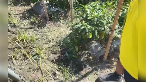 山豬橫行農損慘！　屏東九如公開徵「山豬獵人」護田