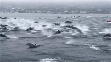 罕見壯觀景象！上百隻海豚跳出海面