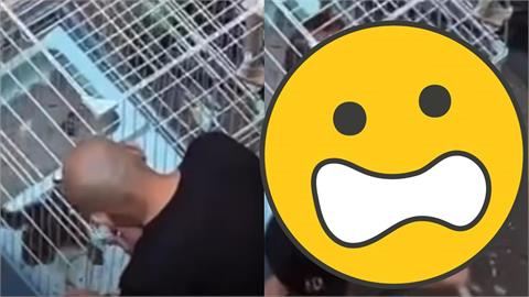 新竹驚爆男女「鎖籠持棍狠戳貓」發慘叫！驚悚畫面曝…網炸鍋：換她關進去