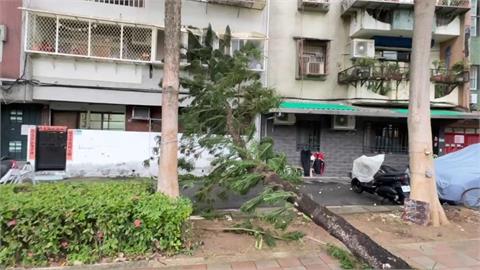 快新聞／鳳凰已傳災情！北投立農公園「路樹倒塌」砸民宅　基隆1圍牆倒塌暫難修繕