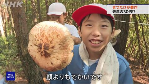 日本秋季松茸豐收30倍　「毒菇增加」頻傳誤食中毒