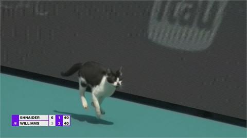 邁阿密網球公開賽可愛插曲　大威廉絲發球遇小貓亂入球場