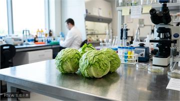 美生菜爆寄生蟲疫情　墨國檢測Taylor Farms呈陰性