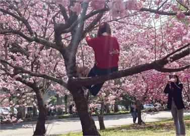 快新聞／扯！為拍美照「大媽爬上櫻花樹」　武陵農場無奈譴責：太誇張了