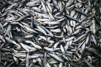遭掠食者追趕上岸？　日本函館沿岸現大量死魚