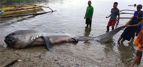 菲律賓海灘驚現超罕見「巨口鯊屍體」！長約4.5公尺、死因待釐清