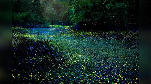 連日大雨助攻!西湖渡假村螢火蟲「報復性」成長,規模創十年之最