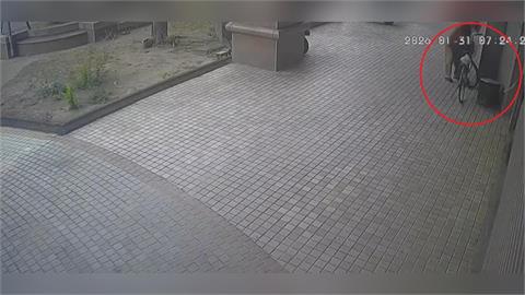 「左手香盆栽」埋葬愛犬骨灰　放大樓外牆下被偷走