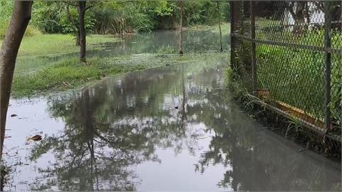 快新聞／「巴威」海水倒灌！台東森林公園多處積水　縣府急封閉綠水橋